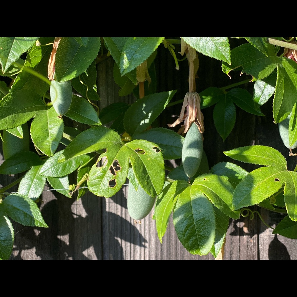 Beautiful passion fruits, 20 seeds - Picture 3 of 8